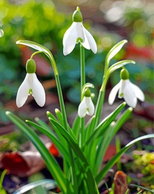 Galanthus Flowers Paint By Numbers 