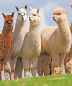 Wild Alpacas Animals Paint By Number