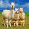 Wild Alpacas Paint By Number