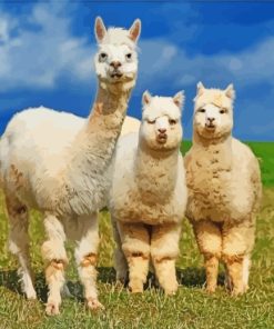 Wild Alpacas Paint By Number