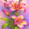 Pink Flowers Paint By Numbers